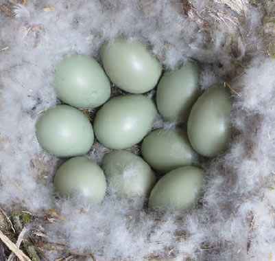 goldeneye nest with eggs