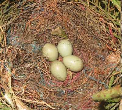 jay nest with eggs