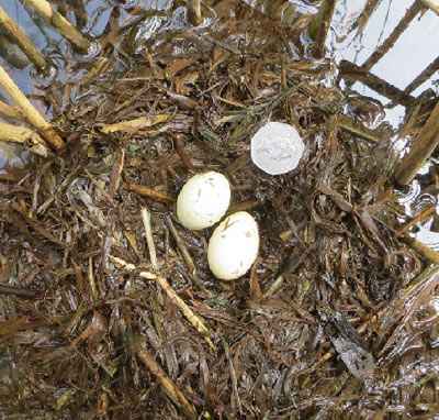 little_grebe nest with eggs