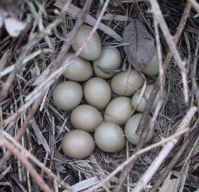 pheasant nest with eggs