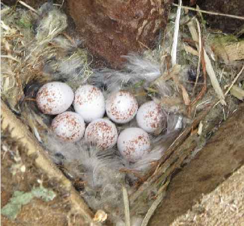 treecreeper nest with eggs